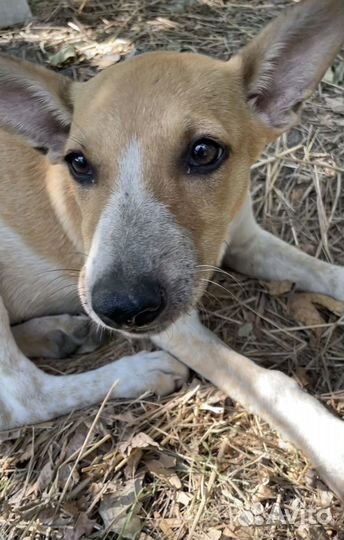 Щенок рыжик ищет дом