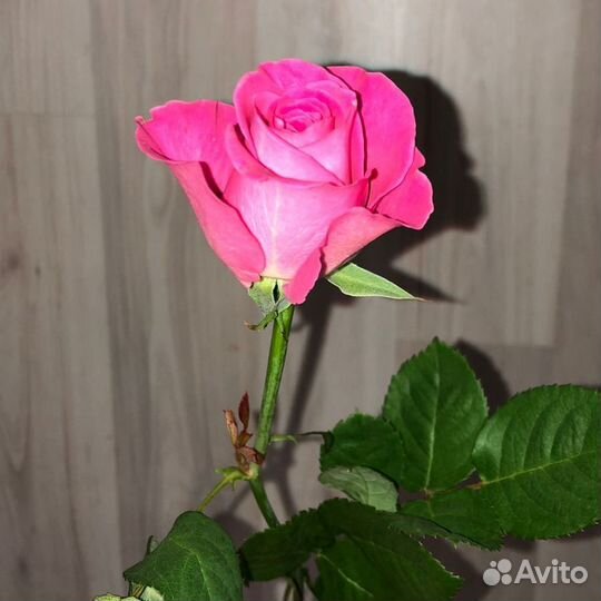 Букет из роз H30 Премиум 50 см (11-101)