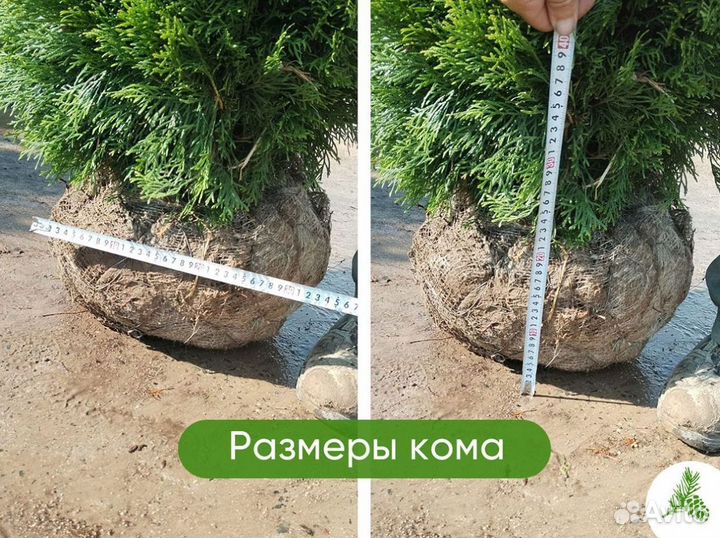 Туя Смарагд 1,3м. Доставка