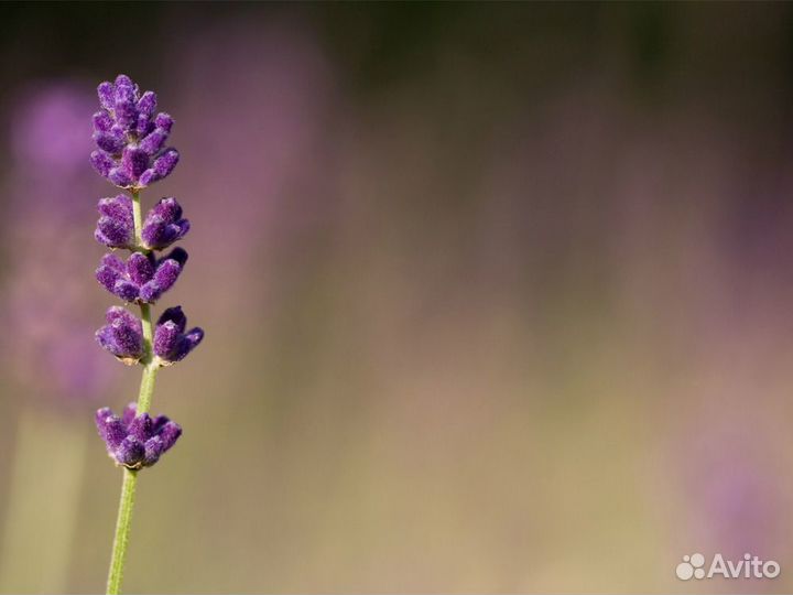 Лаванда саженцы
