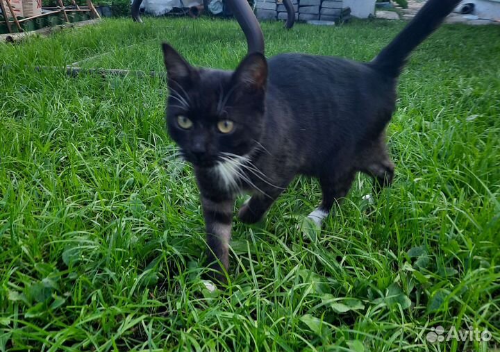 Кошка в дар