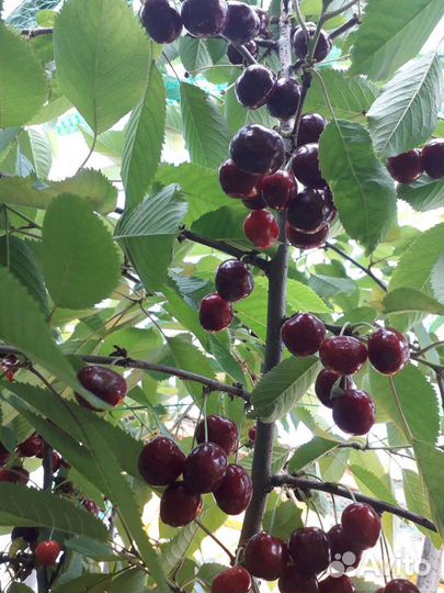 Черешня Ипуть саженцы