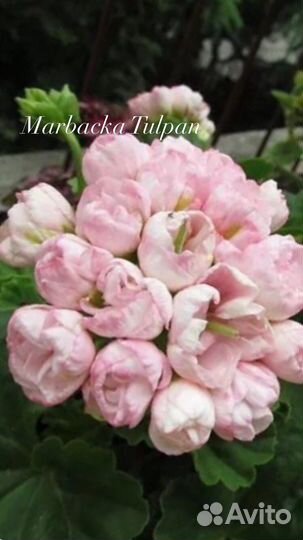 Пеларгония Сортовая