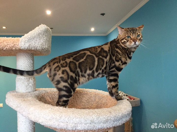 Брутальный бенгальский кот Король Майкл Джексон