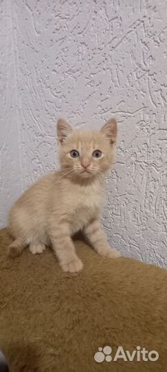 Мальчик - персик