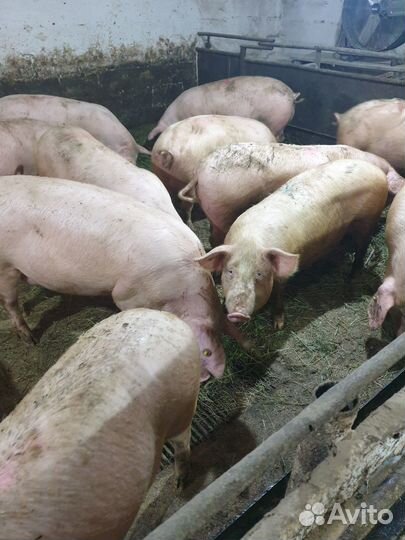 Мясо свинина домашняя