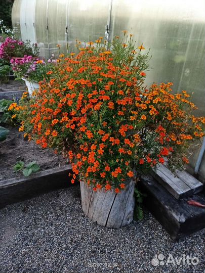 Продам рассаду