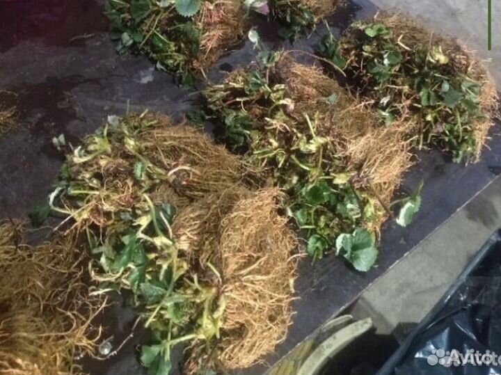 Фриго саженцы клубники