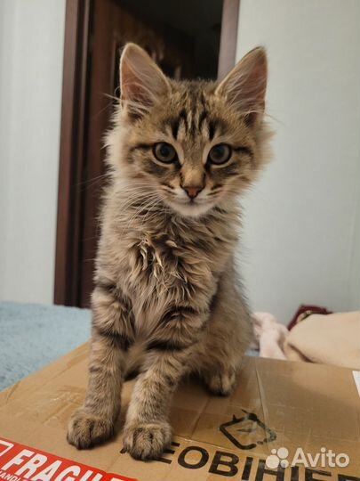 Котик в добрые руки