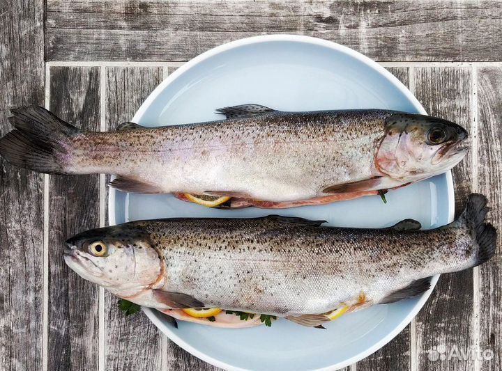 Форель Карелия 2023 охлаждённая
