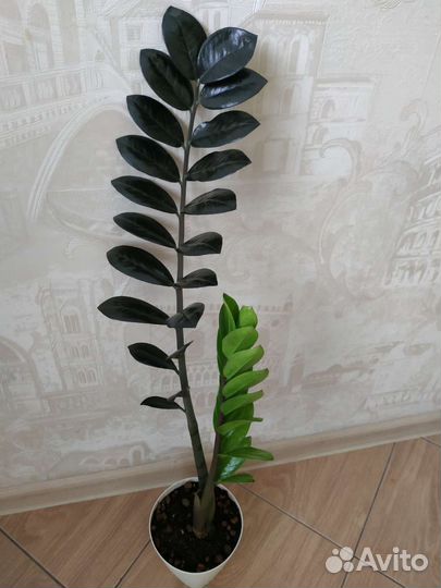 Замиокулькас чёрный 