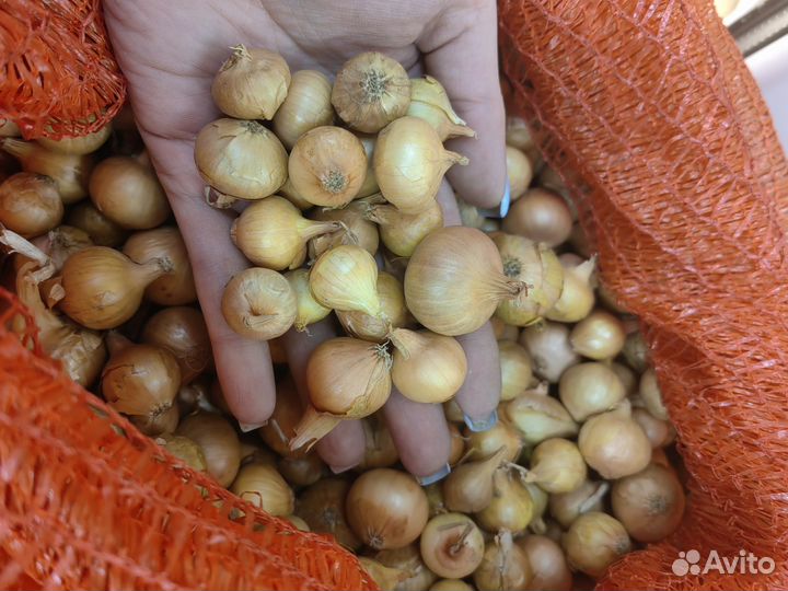 Лук севок штутгартен ризен чувашия