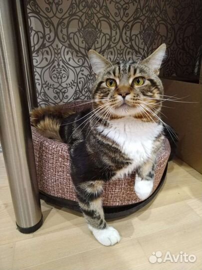 Случка кота