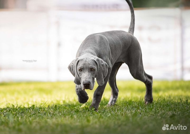 Веймаранер. Щенок. Девочка