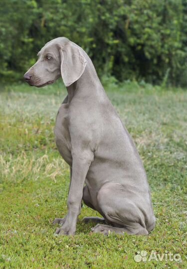 Веймаранер. Щенок. Девочка