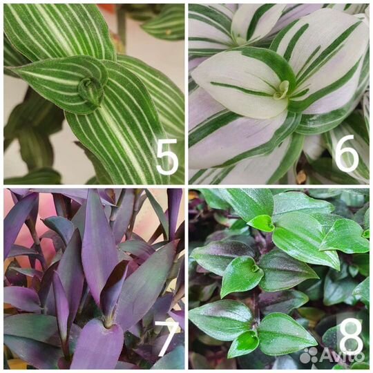 Традесканция 32 сортова Отправляю Сдеком
