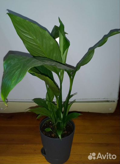 Женское счастье. Спатифиллум