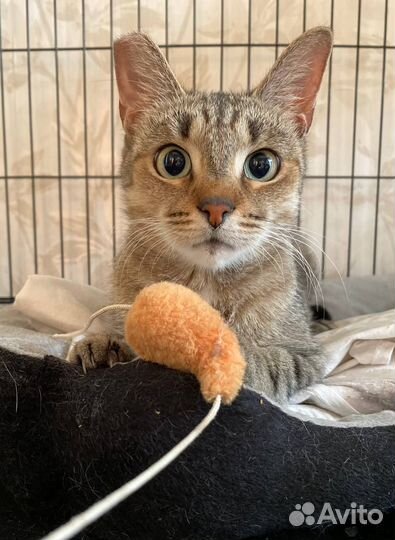 Очаровашка Ушко очень ждёт любящего хозяина