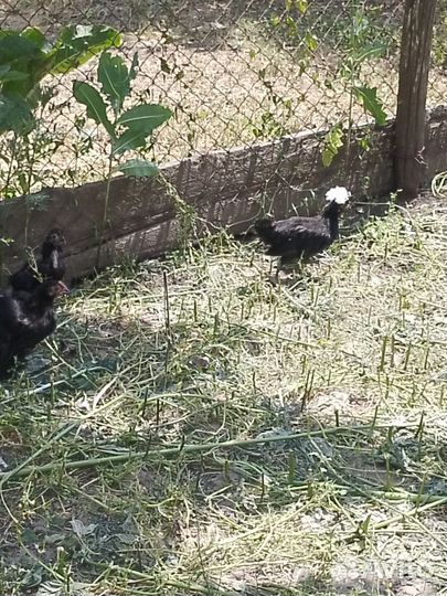 Продам дикорактивных курочек