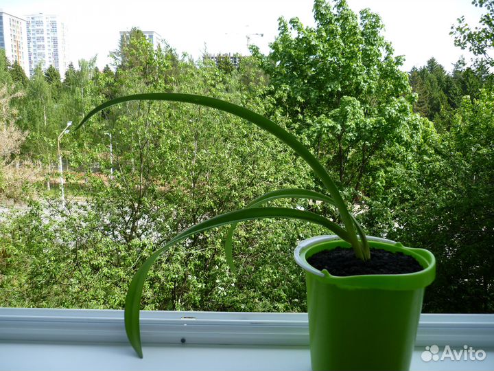 Набор комнатных растений - цена за всё