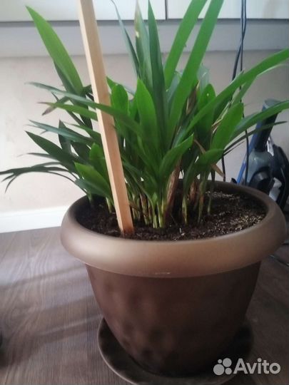 Пальма йукка