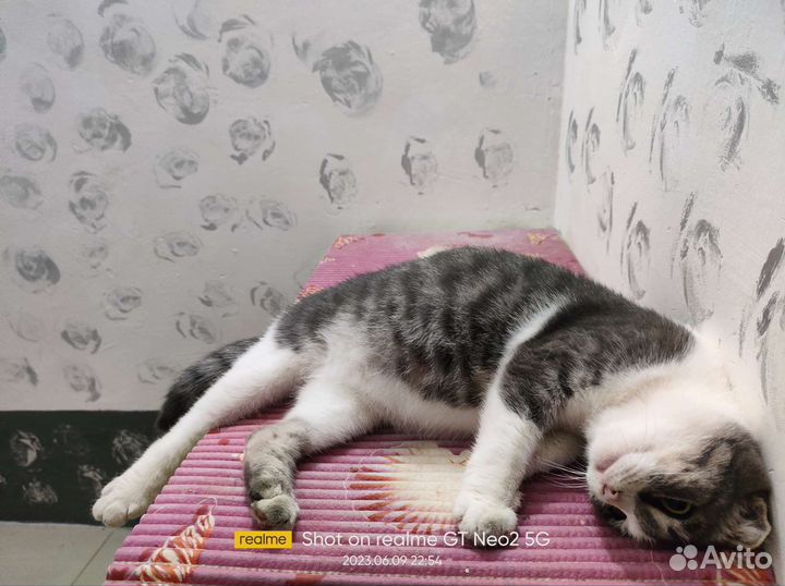 Котята,коты,кошки (Уличные) Не Домашние