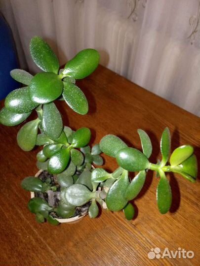 Толстянка денежное дерево