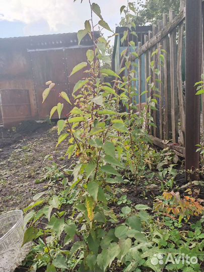 Саженцы абрикоса