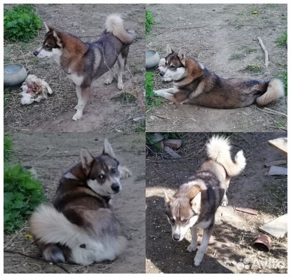 Взрослые лайки охотнику
