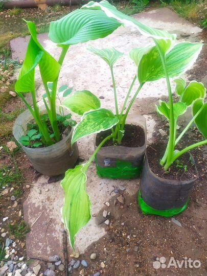 Эхинацея, хоста