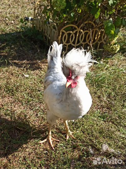 Петушки Брама, Легбар, рус. Хохлатый