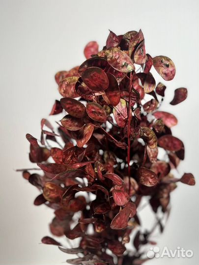 Лунария сухоцвет