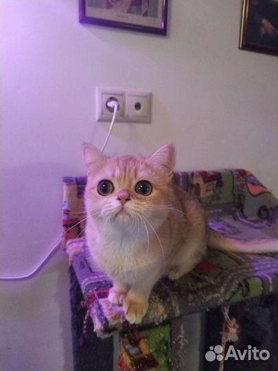 Британское золото