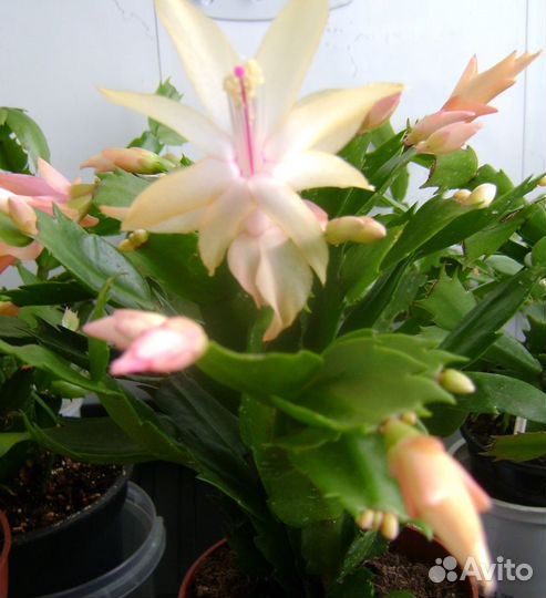 Шлюмбергера