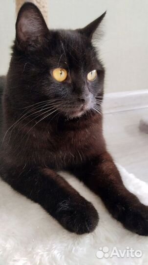 Кошка стерилизованная. Сладкая булочка )