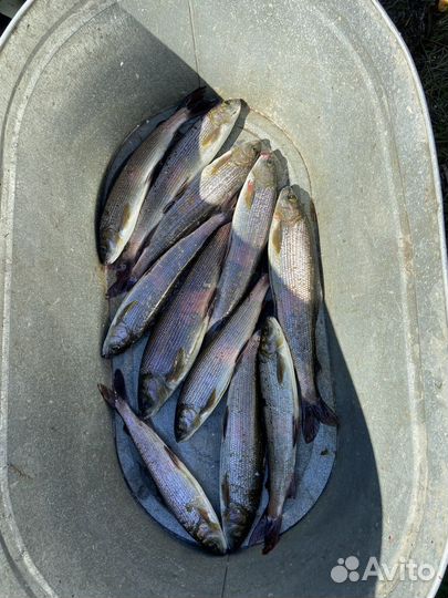 Живая Рыба Хариус (доставка )