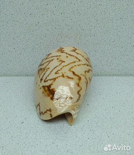 Валюта Нобилис 8,8 морская ракушка раковина