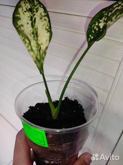 Аглонема Фест Даймонд