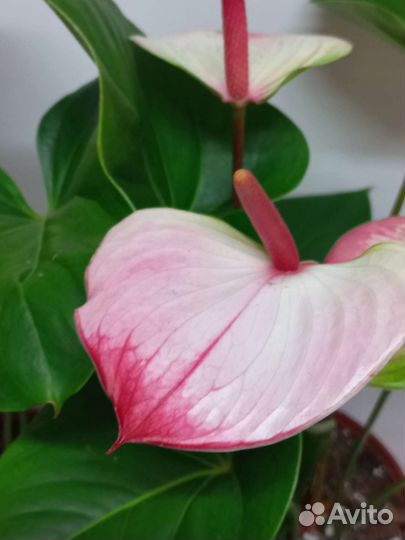 Антуриум карма Hotlips Амалия