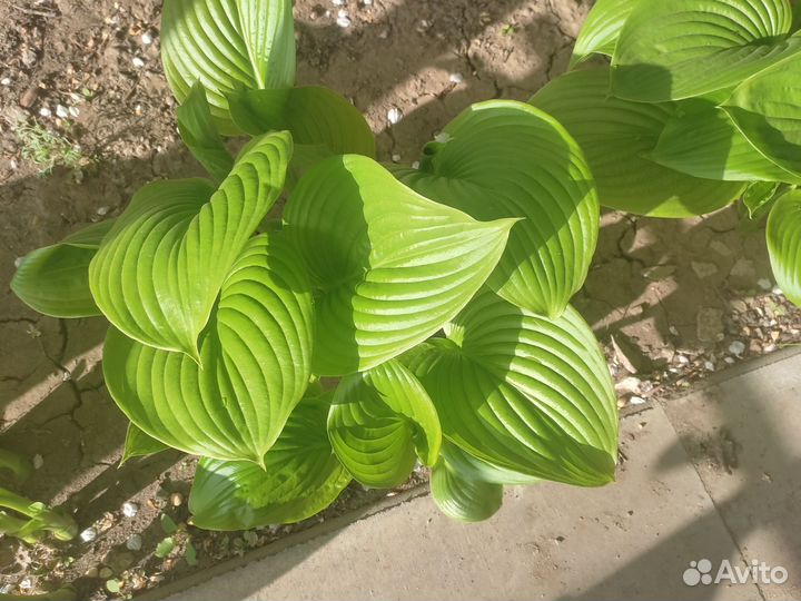 Хоста растение