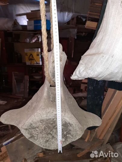 Древняя кость (позвонок)