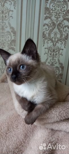 Котята в дар