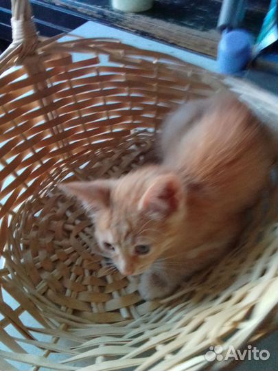 Котята в добрые ручки