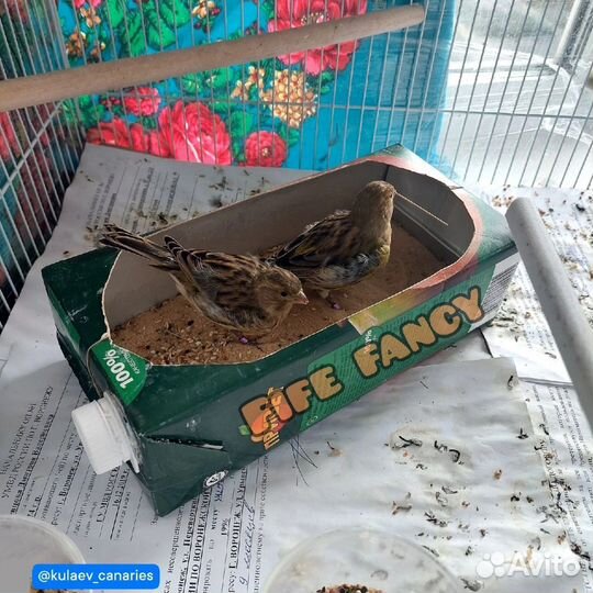 Канарейка самка