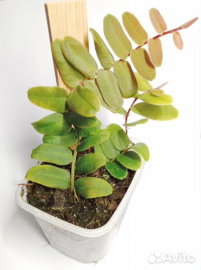 Маркгравия Синтенизи (Marcgravia Sintenisii)