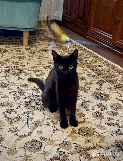 Кошечка Мотя ищет добрую семью