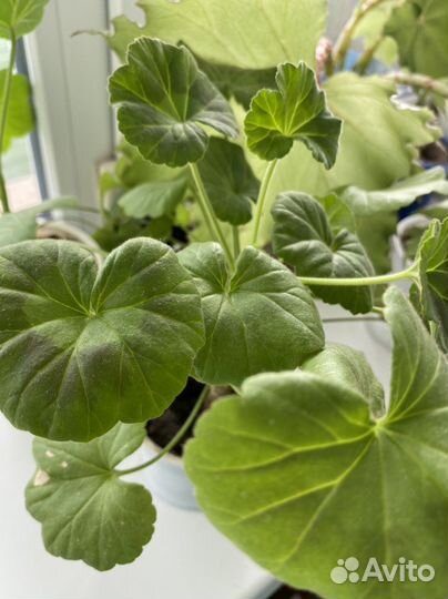 Маранта,бегония,фикус,фуксия,Кордилина