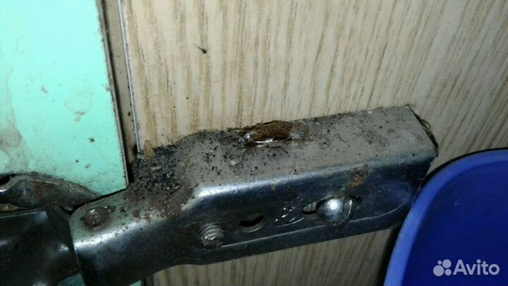 Дезинсекция Дезинфекция насекомых