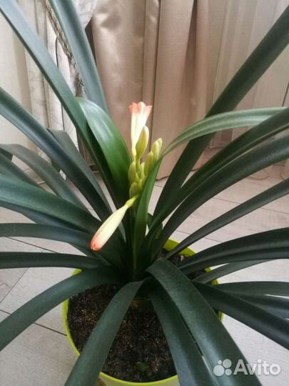 Кливия Киноварная