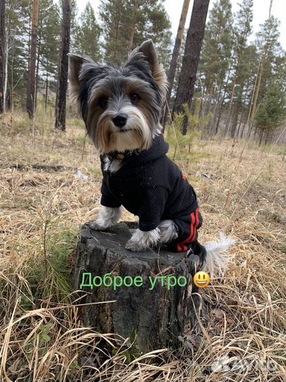 Йоркширский терьер Бивер